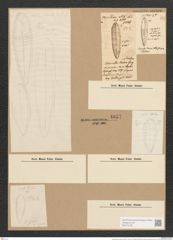 Surirella tenera Greg. (de-Toni-Nr.: Genus 53, Species 2235) Zeichnungen Sammlung Grunow Nr. 4657 (NHMW-BOT-W0372720)